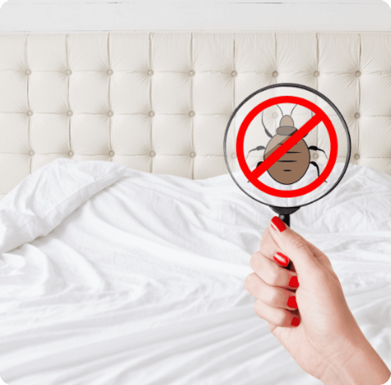 Bed Bugs Control Services Image